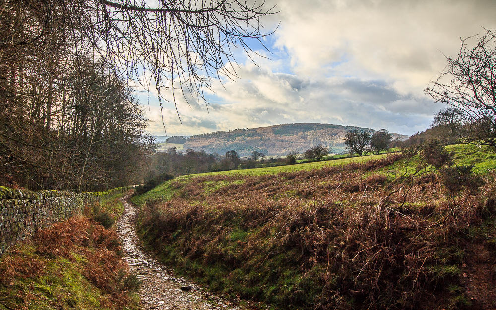 Lindop Wood